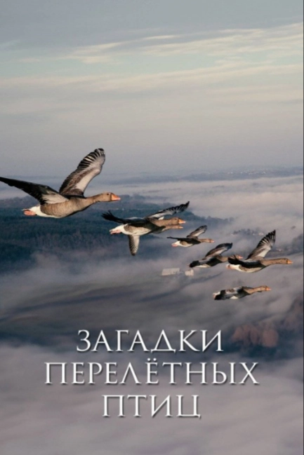 Загадки перелётных птиц