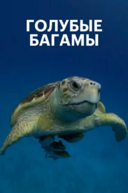 Голубые Багамы