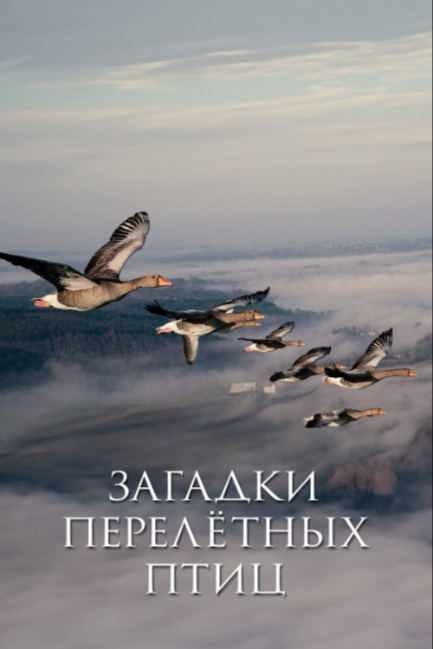 Загадки перелётных птиц