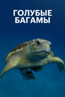 Голубые Багамы