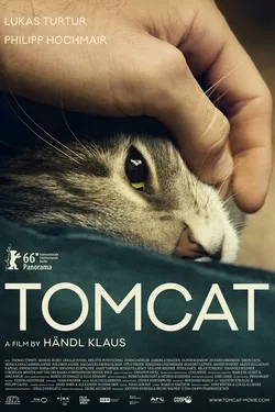 Кот